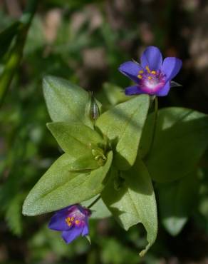 Fotografia 6 da espécie Anagallis foemina no Jardim Botânico UTAD