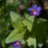 Fotografia 6 da espécie Anagallis foemina do Jardim Botânico UTAD