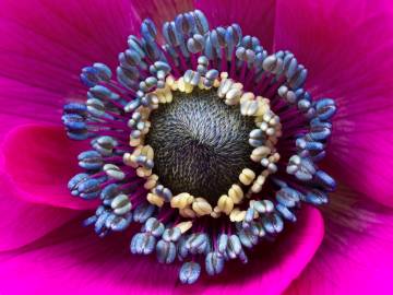 Fotografia da espécie Anemone coronaria