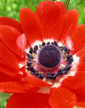 Fotografia 6 da espécie Anemone coronaria no Jardim Botânico UTAD