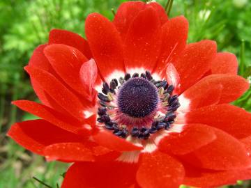 Fotografia da espécie Anemone coronaria