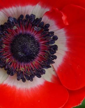 Fotografia 7 da espécie Anemone coronaria no Jardim Botânico UTAD