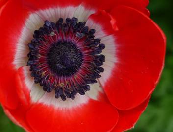 Fotografia da espécie Anemone coronaria