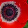 Fotografia 7 da espécie Anemone coronaria do Jardim Botânico UTAD