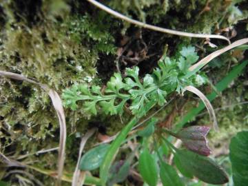 Fotografia da espécie Anogramma leptophylla