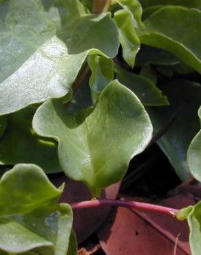 Fotografia 6 da espécie Anredera cordifolia no Jardim Botânico UTAD