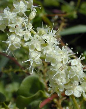 Fotografia 7 da espécie Anredera cordifolia no Jardim Botânico UTAD