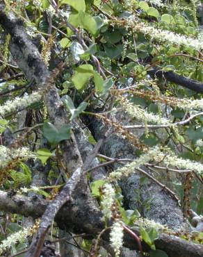 Fotografia 8 da espécie Anredera cordifolia no Jardim Botânico UTAD
