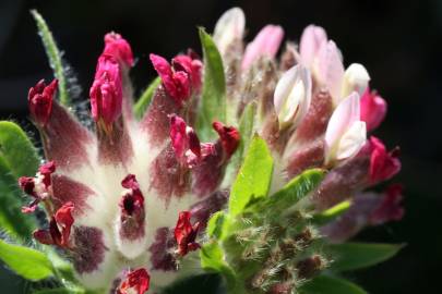 Fotografia da espécie Anthyllis vulneraria subesp. gandogeri