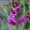 Fotografia 6 da espécie Antirrhinum majus do Jardim Botânico UTAD