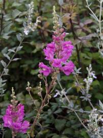 Fotografia da espécie Antirrhinum majus