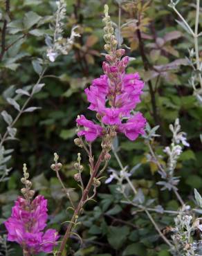 Fotografia 7 da espécie Antirrhinum majus no Jardim Botânico UTAD