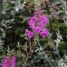 Fotografia 7 da espécie Antirrhinum majus do Jardim Botânico UTAD