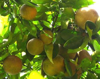 Fotografia da espécie Citrus x sinensis