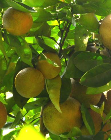 Fotografia de capa Citrus x sinensis - do Jardim Botânico