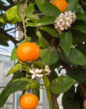 Fotografia 3 da espécie Citrus x sinensis no Jardim Botânico UTAD