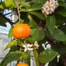 Fotografia 3 da espécie Citrus x sinensis do Jardim Botânico UTAD