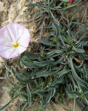 Fotografia 1 da espécie Convolvulus lineatus no Jardim Botânico UTAD