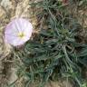 Fotografia 1 da espécie Convolvulus lineatus do Jardim Botânico UTAD