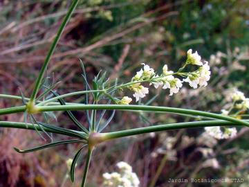 Fotografia da espécie Galium glaucum subesp. australe