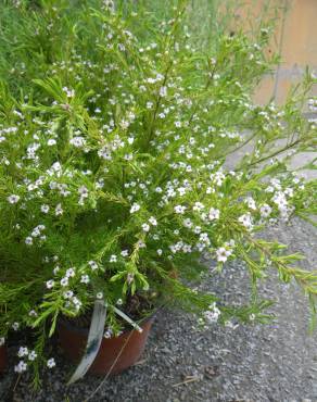 Fotografia 3 da espécie Diosma hirsuta no Jardim Botânico UTAD