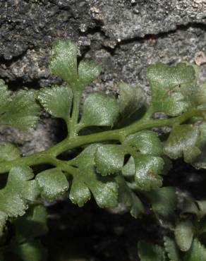 Fotografia 3 da espécie Asplenium ruta-muraria subesp. ruta-muraria no Jardim Botânico UTAD