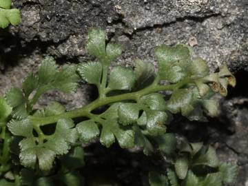 Fotografia da espécie Asplenium ruta-muraria subesp. ruta-muraria