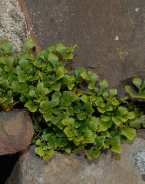 Fotografia 4 da espécie Asplenium ruta-muraria subesp. ruta-muraria no Jardim Botânico UTAD