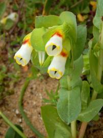 Fotografia da espécie Cerinthe gymnandra subesp. gymnandra