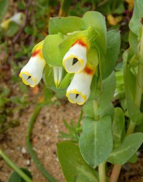 Fotografia 1 da espécie Cerinthe gymnandra subesp. gymnandra no Jardim Botânico UTAD