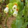 Fotografia 1 da espécie Cerinthe gymnandra subesp. gymnandra do Jardim Botânico UTAD