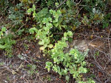 Fotografia da espécie Cerinthe gymnandra subesp. gymnandra