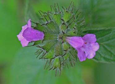 Fotografia da espécie Satureja vulgaris subesp. vulgaris