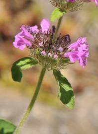 Fotografia da espécie Satureja vulgaris subesp. vulgaris