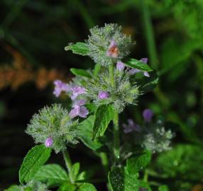 Fotografia da espécie Satureja vulgaris subesp. vulgaris