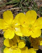 Fotografia da espécie Ranunculus ollissiponensis