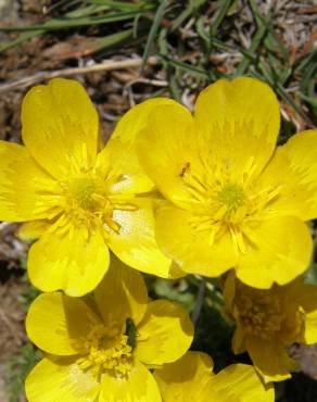 Fotografia 1 da espécie Ranunculus ollissiponensis subesp. ollissiponensis no Jardim Botânico UTAD