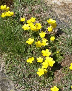 Fotografia 5 da espécie Ranunculus ollissiponensis subesp. ollissiponensis no Jardim Botânico UTAD