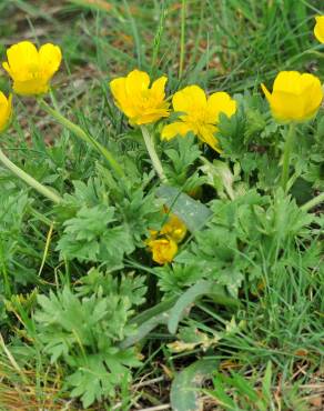 Fotografia 6 da espécie Ranunculus ollissiponensis subesp. ollissiponensis no Jardim Botânico UTAD