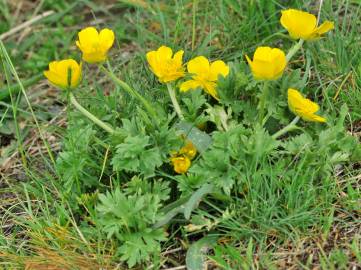 Fotografia da espécie Ranunculus ollissiponensis subesp. ollissiponensis