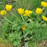 Fotografia 6 da espécie Ranunculus ollissiponensis subesp. ollissiponensis do Jardim Botânico UTAD