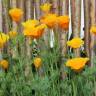 Fotografia 4 da espécie Eschscholzia californica subesp. californica do Jardim Botânico UTAD