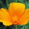 Fotografia 1 da espécie Eschscholzia californica subesp. californica do Jardim Botânico UTAD