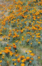 Fotografia da espécie Eschscholzia californica subesp. californica