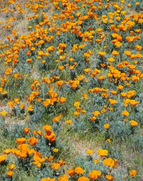 Fotografia 6 da espécie Eschscholzia californica subesp. californica no Jardim Botânico UTAD