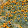 Fotografia 6 da espécie Eschscholzia californica subesp. californica do Jardim Botânico UTAD