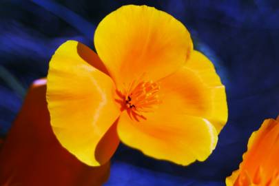 Fotografia da espécie Eschscholzia californica subesp. californica