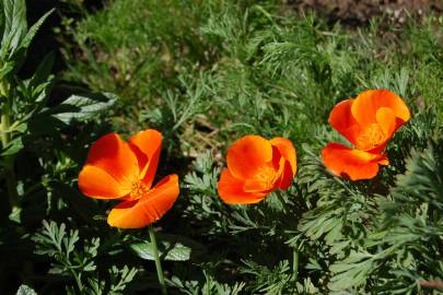 Fotografia da espécie Eschscholzia californica subesp. californica