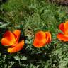 Fotografia 8 da espécie Eschscholzia californica subesp. californica do Jardim Botânico UTAD