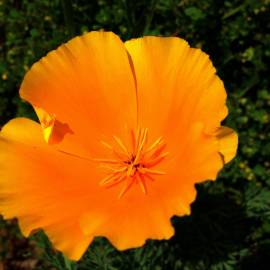 Fotografia da espécie Eschscholzia californica subesp. californica